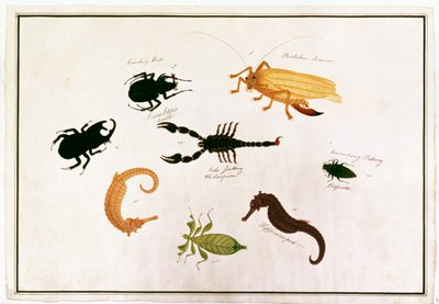 Koombang Kerbo, Bielalan Dawon, Kala Jinking, Koombang Padang, Hippocampus, from Drawings of Animals, Insects and Reptiles from Malacca by Chinese School